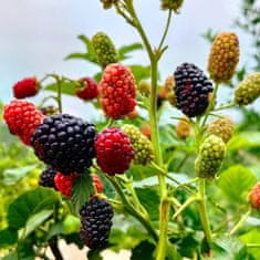 33 SUM77 Sumin gnojivo za jagode, divlje jagode, maline i kupine, optimalni sastav, 1 kg