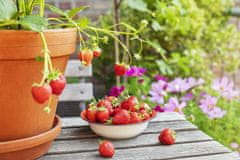 33 SUM77 Sumin gnojivo za jagode, divlje jagode, maline i kupine, optimalni sastav, 1 kg