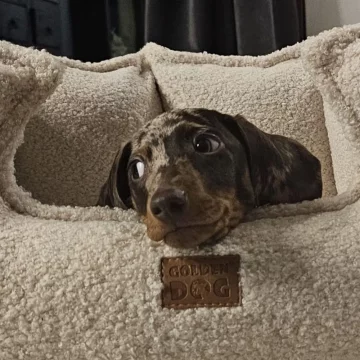 Golden Dog Krevet za pse Korona Boucle Kazik Krevet za pse Korona Boucle Kazik<span>-</span>L, Krem