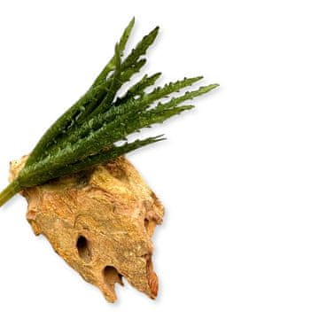 BioPlant Aloe Green imitacija umjetne biljke aloe za terarij