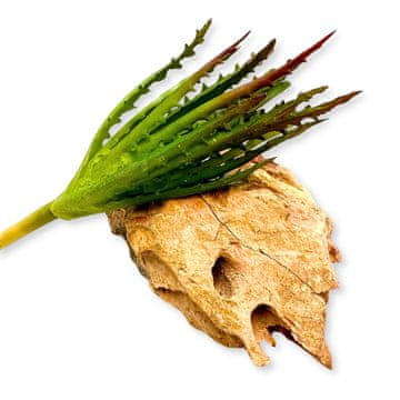 BioPlant Aloe crvena imitacija umjetne biljke za terarij