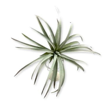 BioPlant Tillandsia brachycaulos abdida siva umjetna biljka savršena imitacija