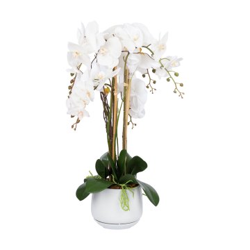 Homestar Orchid Garden Queen H68cm bijela