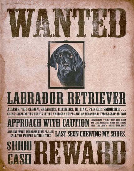 Postershop ukrasna tabla Wanted Labrador Retriever
