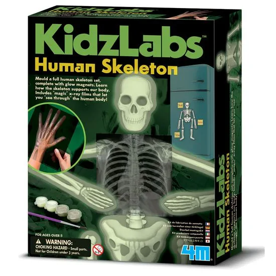 4M set Ljudski skelet