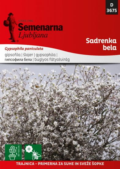 Semenarna Ljubljana Gipsofila bijela, D3675, mala vrečica