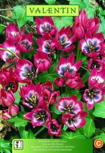 Little Beauty tulipan u ciklama rozoj boji