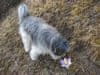 image.id