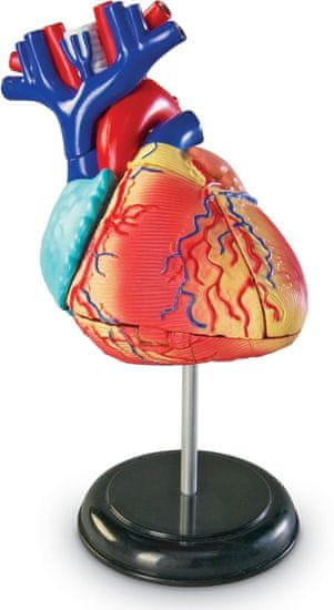 Learning Resources anatomski model srca