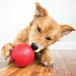  Kong Biscuit Ball igračka za psa, L, crvena