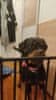 image.id