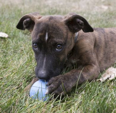 Puppy Ball žogica za pse, S